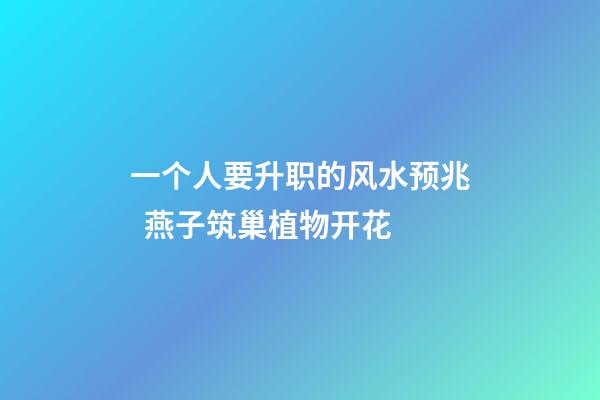 一个人要升职的风水预兆  燕子筑巢植物开花